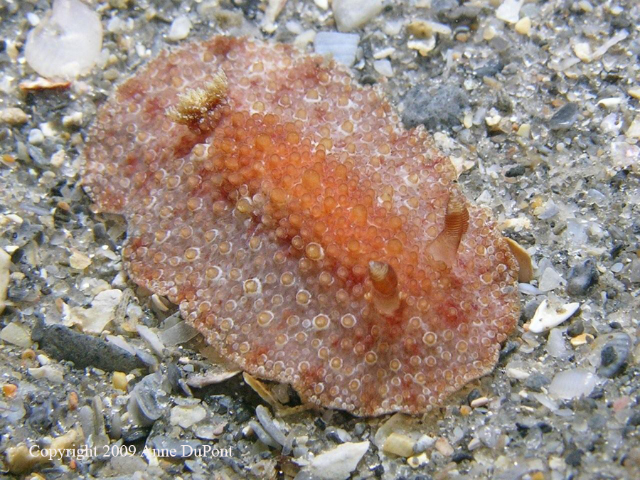 Hoplodoris hansrosaorum